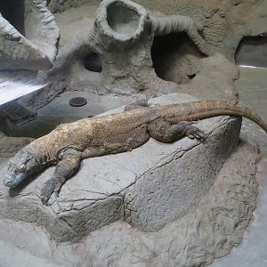 Komodo Dragon