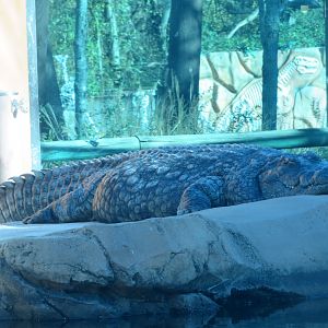 Nile Crocodile