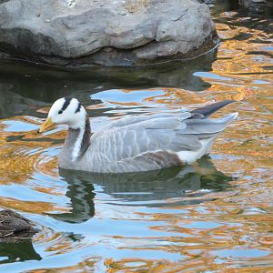 Bar-headed Goose