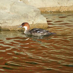 Smew (Female)