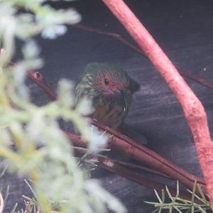 Purple Honeycreeper (Female)