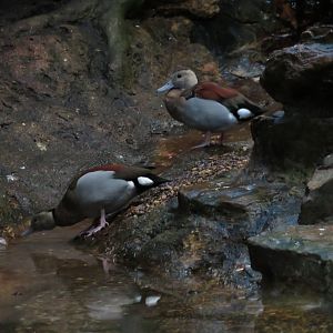 Ringed Teals