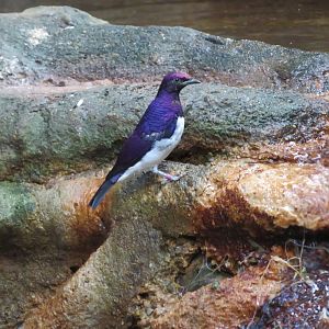 Violet-backed Starling