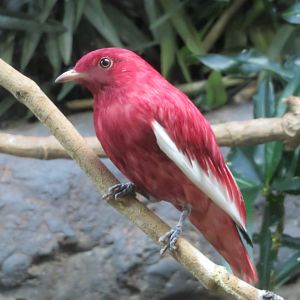 Pompadour Cotinga (Male)