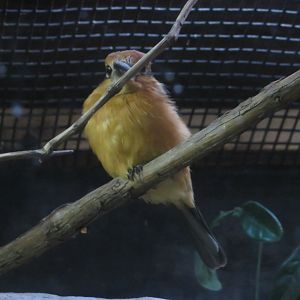 Micronesian Kingfisher