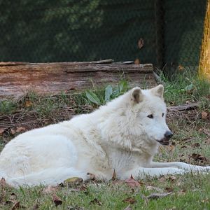 White Gray Wolf with Underbite