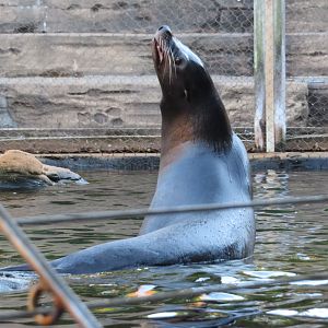 California Sea Lion