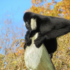 Northern White-cheeked Gibbon
