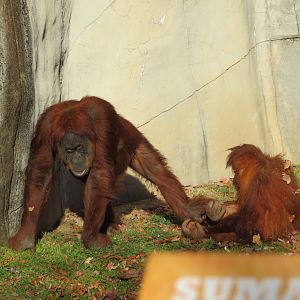 Sumatran Orangutans