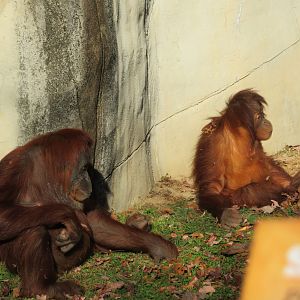 Sumatran Orangutans