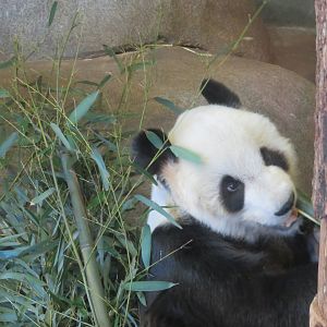 Giant Panda