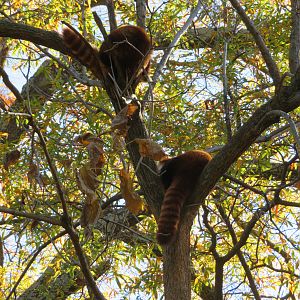 Red Pandas Up in Tree