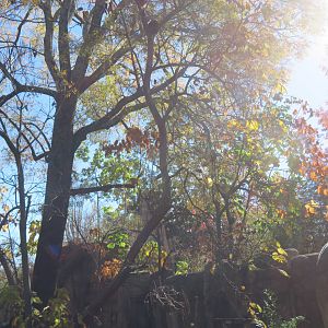 Red Pandas Up in Tree
