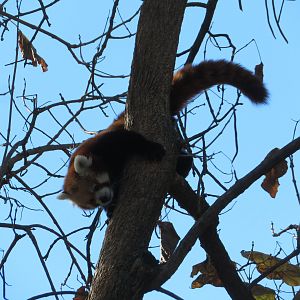 Red Panda