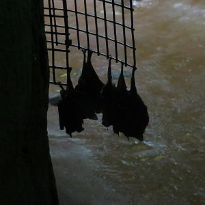 Seba's Short-tailed Bats