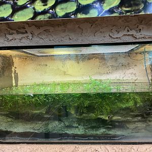 Elephant Trunk Snake Tank