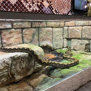 Burmese Python Exhibit