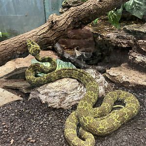 Mangshan Pitviper
