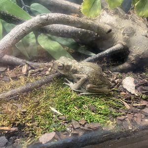 Yellow-spotted Climbing Toad