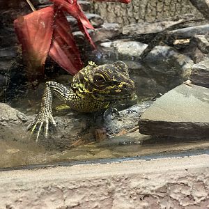 Philippine Sailfin Dragon