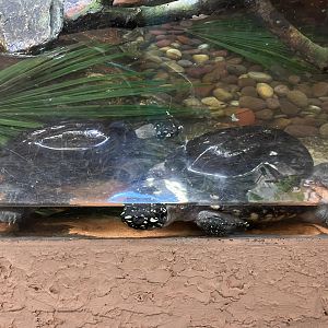 Black Pond Turtles