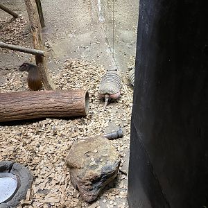 Six-banded Armadillo