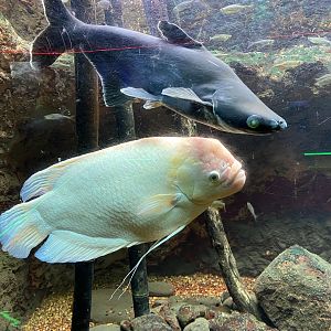 Giant Gourami and Iridescent Shark