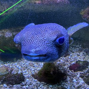 Porcupine Puffer
