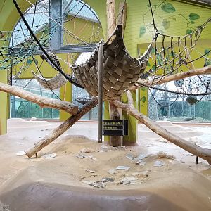 Sumatran Orangutan indoor