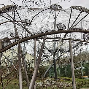 Sumatran Orangutan outdoor