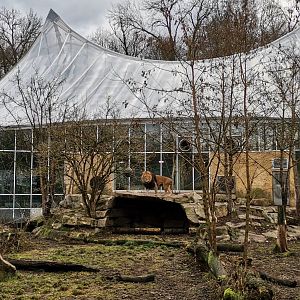 Jungle World with the Lion outdoor exhibit