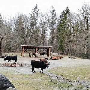 Heck Cattle / Tarpan