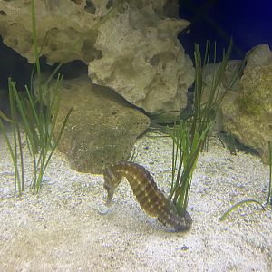 Northern Seahorse