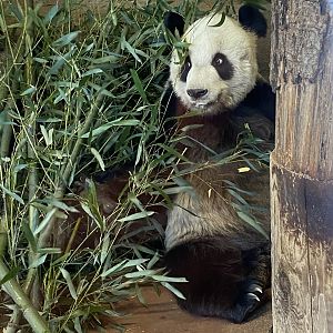 Giant Panda