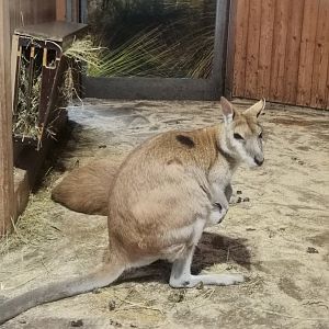 Agile Wallaby