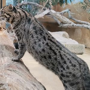 Fishing Cat