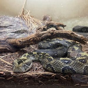 Ethiopian Mountain Viper