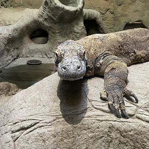 Komodo Dragon