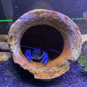 Electric Blue Crawfish