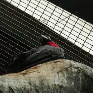 Purple-throated Fruit Crow