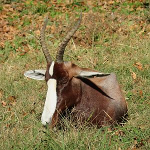 Bontebok