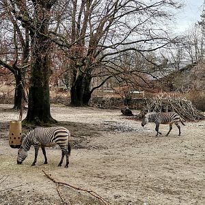 Hartmann's Mountain Zebra/Greater Kudu /Common Eland