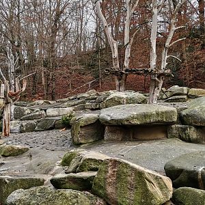 Hamadryas  Baboon exhibit