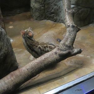 Large-spotted/Cape Genet