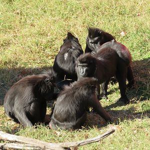 Sulawesi Crested Macaques