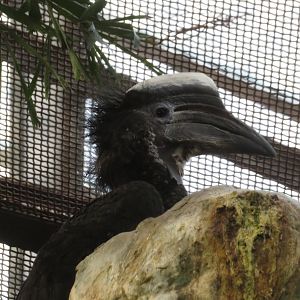 Yellow-casqued Hornbill (Male)