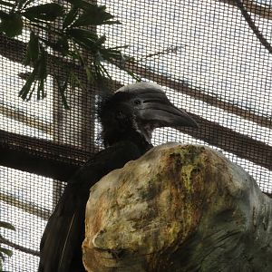 Yellow-casqued Hornbill (Male)