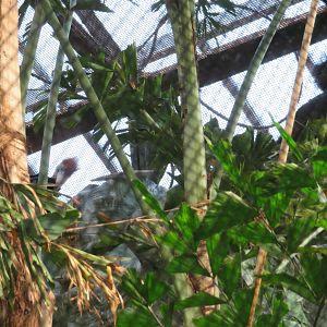 Yellow-casqued Hornbills