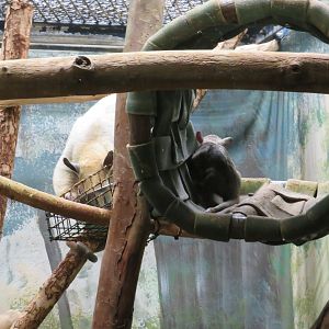 Tamandua Mother & Baby