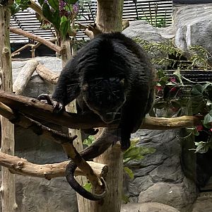 Sulawesi Bear Cuscus